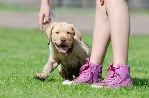 labrador puppy jigsaw puzzle