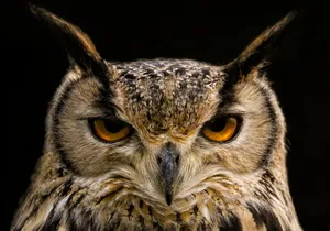 owl jigsaw puzzle