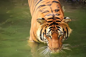 tiger jigsaw puzzle