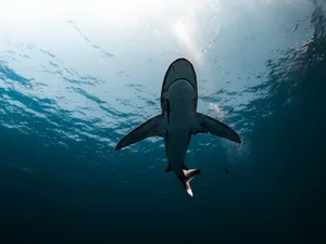 shark jigsaw puzzle