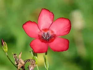 flower jigsaw puzzle
