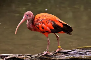 ibis jigsaw puzzle