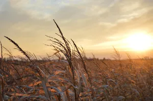 sunset jigsaw puzzle
