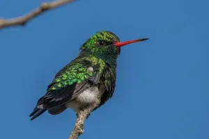 hummingbird jigsaw puzzle