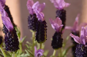 lavender jigsaw puzzle