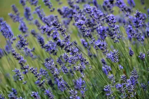 flower jigsaw puzzle
