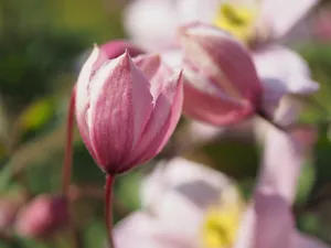 clematis jigsaw puzzle