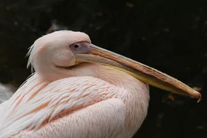 pelican jigsaw puzzle