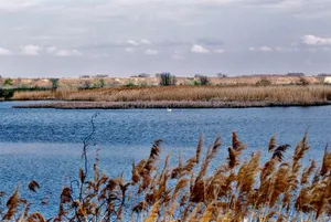 A peaceful lake scene with tall grass. jigsaw puzzle