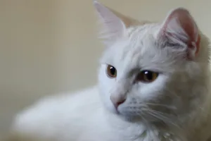 a close up of a white cat with brown eyes jigsaw puzzle