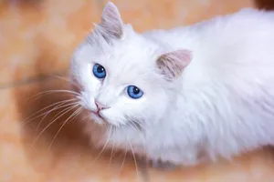 closeup photo of white cat on floor jigsaw puzzle