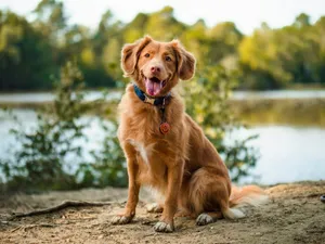 brown long coated dog sitting on brown wooden log during daytime jigsaw puzzle