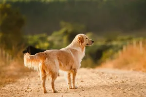 golden retriever walking on brown sand during daytime jigsaw puzzle