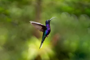 blue and green humming bird flying during daytime jigsaw puzzle
