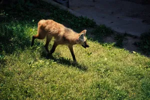 A maned wolf walks on a grassy hill. jigsaw puzzle
