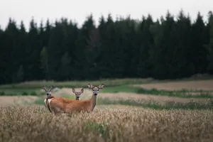 three brown deer on grass field jigsaw puzzle