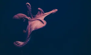 brown octopus on black surface jigsaw puzzle