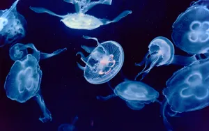 a group of jellyfish swimming in the water jigsaw puzzle