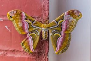 purple and yellow butterfly on brown wooden wall jigsaw puzzle