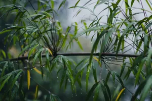 Serene close-up of wet bamboo leaves with dewdrops, evoking tranquility in a misty jungle environment. jigsaw puzzle