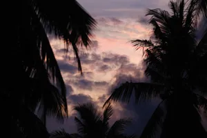 Silhouettes of palm trees against a dramatic dusk sky with clouds. jigsaw puzzle