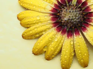 Macro shot of a yellow flower with water droplets highlighting its vivid colors and texture. jigsaw puzzle