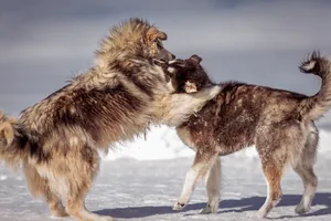 Adorable Siberian Huskies playfully interacting in a snowy landscape. jigsaw puzzle
