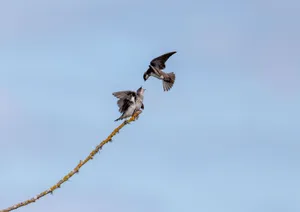 Two swallows on a branch, one in flight feeding the other against a clear blue sky. jigsaw puzzle