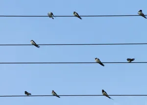 A group of swallows resting on power lines against a clear blue sky, showcasing nature's simplicity. jigsaw puzzle