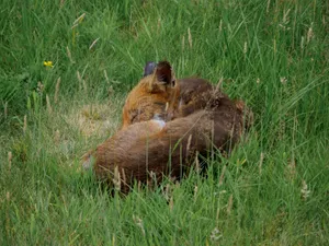 Close-up of a sleeping fox nestled in green grass capturing serene wildlife moment. jigsaw puzzle