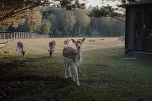 A serene scene of deer grazing in a rural field surrounded by trees and a fence. jigsaw puzzle