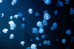 Elegant jellyfish gracefully swim in a bioluminescent underwater world, showcasing their glowing beauty. jigsaw puzzle