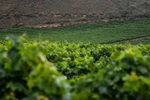 Expansive green vineyard in summer with rows of grapevines under soft morning light. jigsaw puzzle