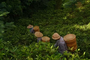 Four workers picking tea leaves in a verdant field, showcasing traditional agriculture. jigsaw puzzle