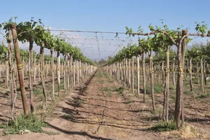 Captivating view of vineyard rows under bright sunshine in Santiago Metropolitan Region, Chile. jigsaw puzzle