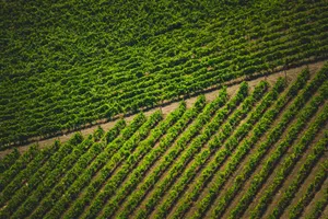 Aerial photograph showcasing neatly organized rows of green vineyards in full sunlight. jigsaw puzzle