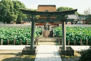 Discover the serene beauty of a Japanese Torii gate amidst lotus gardens at a traditional temple in Okazaki, Japan. jigsaw puzzle