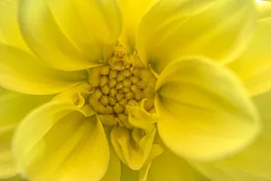 Macro shot of a bright yellow flower showcasing its intricate petals and center. jigsaw puzzle