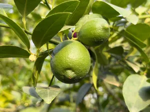 Vibrant green limes hanging on a tree branch in daylight, captured in India. jigsaw puzzle