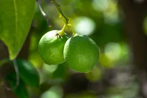 Vibrant green limes growing on a tree branch, showcasing natural freshness and ripe citrus beauty. jigsaw puzzle