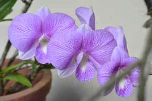 A stunning close-up of purple orchids adorned with dewdrops, showcasing their vibrant petals. jigsaw puzzle