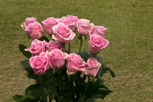 A vibrant bouquet of pink roses set against a lush green grass background. jigsaw puzzle