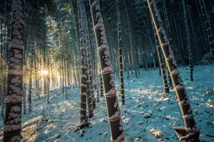bamboo forest jigsaw puzzle