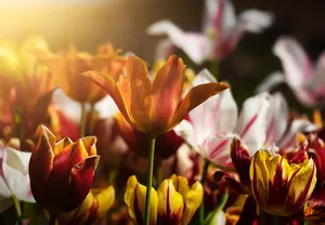 tulips jigsaw puzzle