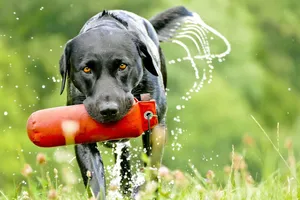 labrador jigsaw puzzle