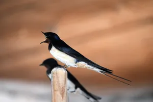 barn swallow jigsaw puzzle