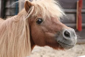 horse jigsaw puzzle