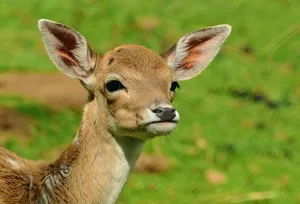 deer jigsaw puzzle
