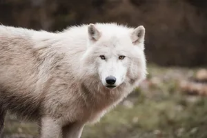 wolf jigsaw puzzle