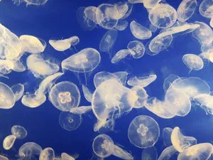 jellyfish jigsaw puzzle